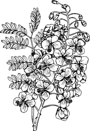 Téléchargez les illustrations : Dessin vectoriel fleurs noires et blanches, éléments floraux - en licence libre de droit