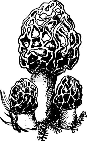 Ilustración de Dibujo vectorial del hongo - Imagen libre de derechos