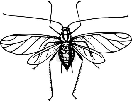 Téléchargez les illustrations : Illustration vectorielle en noir et blanc de l'insecte - en licence libre de droit