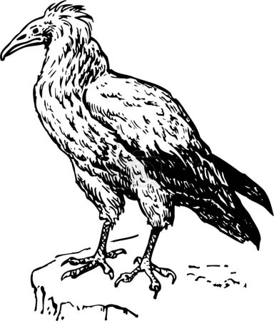 Illustration for Black and white sketch of bird - Royalty Free Image