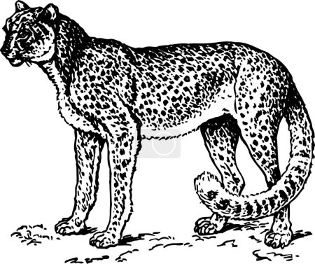 Ilustración de Animal leopardo sobre fondo negro. - Imagen libre de derechos