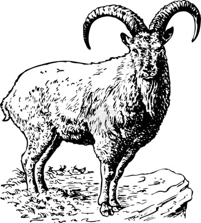 Téléchargez les illustrations : Illustration vectorielle de la chèvre - en licence libre de droit