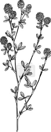 Ilustración de Vector tinta en blanco y negro ilustración de una rama. - Imagen libre de derechos