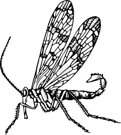 Téléchargez les illustrations : Illustration gravée sur bois d'une libellule - en licence libre de droit