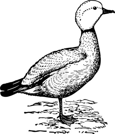 Téléchargez les illustrations : Illustration d'un oiseau dans l'eau - en licence libre de droit