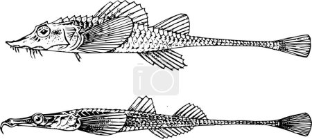 Téléchargez les illustrations : Du poisson. Illustration vectorielle dessinée main - en licence libre de droit