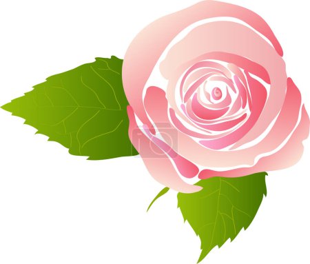 Téléchargez les illustrations : Rose rose fleur aux feuilles vertes, vecteur sur fond blanc - en licence libre de droit