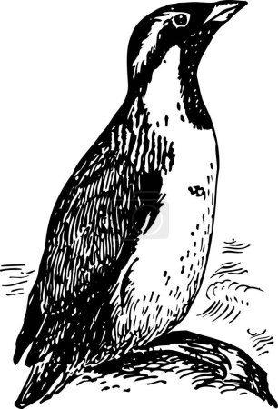 Téléchargez les illustrations : Illustration vectorielle d'un pingouin dessin animé - en licence libre de droit