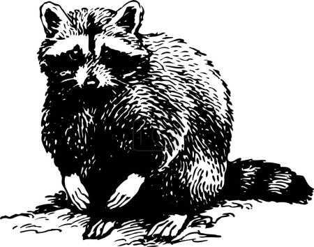 Téléchargez les illustrations : Illustration en noir et blanc d'un raton laveur - en licence libre de droit