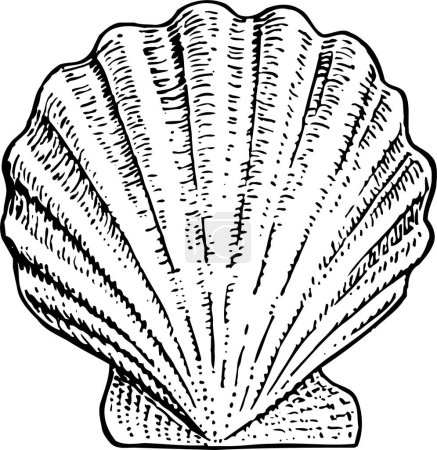 Ilustración de Dibujo vectorial de una concha - Imagen libre de derechos