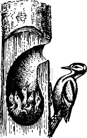 Ilustración de Ilustración vectorial de las aves sobre fondo blanco - Imagen libre de derechos