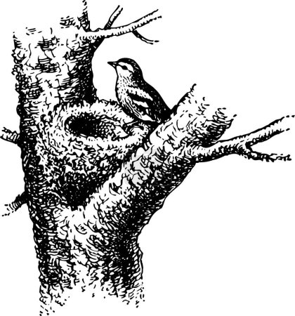 Téléchargez les illustrations : Oiseau dans l'arbre. dessin noir et blanc - en licence libre de droit