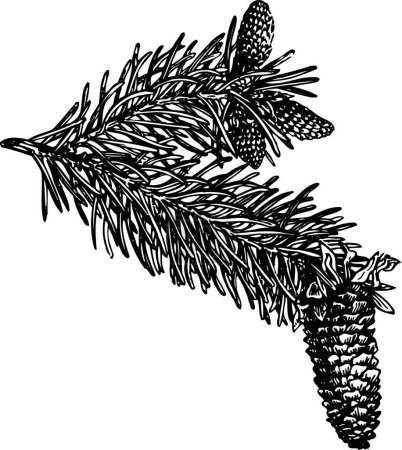 Téléchargez les illustrations : Croquis dessiné à la main de cônes de sapin et de branches de sapin. illustration vectorielle contour noir - en licence libre de droit
