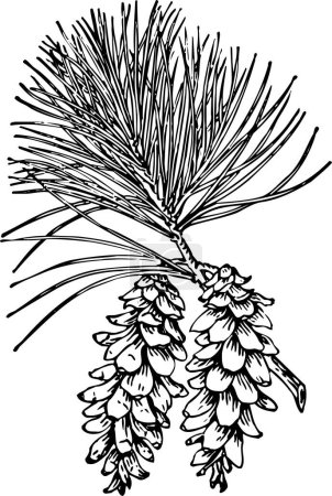 Ilustración de Blanco y negro bellas obras de arte de plantas, flora, naturaleza. ilustración vectorial - Imagen libre de derechos