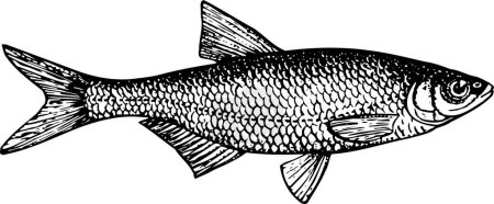Ilustración de Pescado en blanco y negro. vector - Imagen libre de derechos
