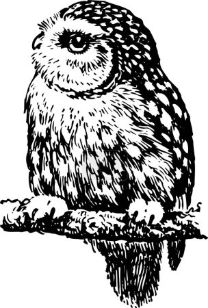 Ilustración de Ilustración en blanco y negro de un búho. - Imagen libre de derechos