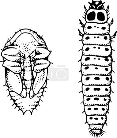 Illustration for Black and white  caterpillar, vector illustration - Royalty Free Image