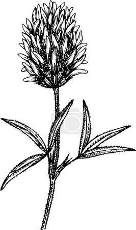 Téléchargez les illustrations : Illustration vectorielle de fleur avec feuilles - en licence libre de droit