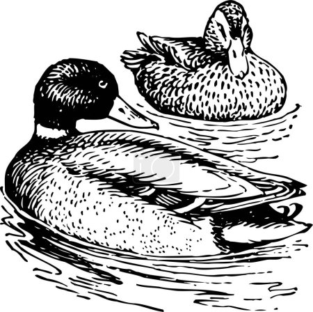 Téléchargez les illustrations : Deux canards nagent dans la rivière
. - en licence libre de droit