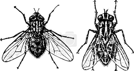 Illustration for Vector icon of fly insect - Royalty Free Image
