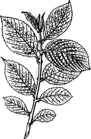 Illustration for Hand drawn leaves vector illustration - Royalty Free Image