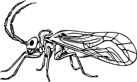 Téléchargez les illustrations : Illustration vectorielle noir et blanc d'une araignée - en licence libre de droit