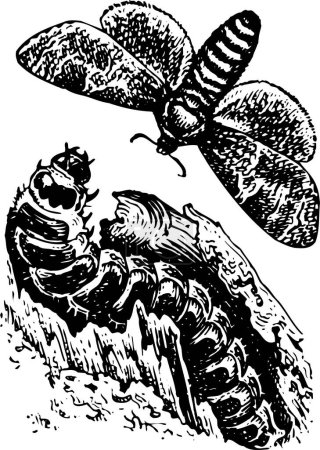 Téléchargez les illustrations : Illustration en noir et blanc d'une abeille - en licence libre de droit