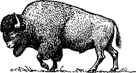 Illustration for Vector illustration of bison on background - Royalty Free Image