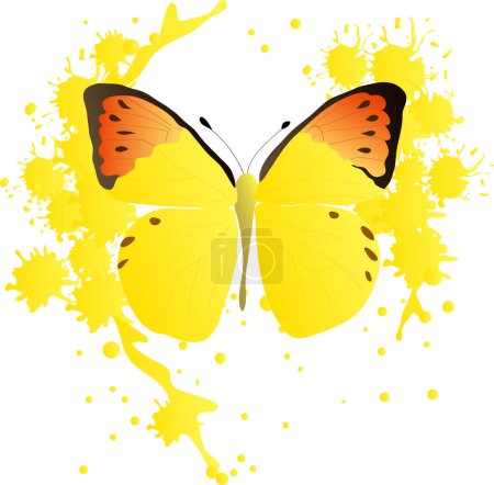 Téléchargez les illustrations : Illustration vectorielle, papillon sur fond blanc - en licence libre de droit