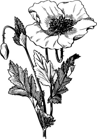 Illustration for Wildflower poppy flower  isolated style. - Royalty Free Image