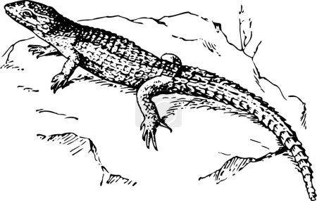 Illustration for Lizard black and white vector illustration - Royalty Free Image