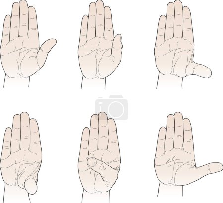 Ilustración de Conjunto de manos humanas, gestos - Imagen libre de derechos