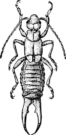 Illustration for Black and white illustration of  beetle - Royalty Free Image