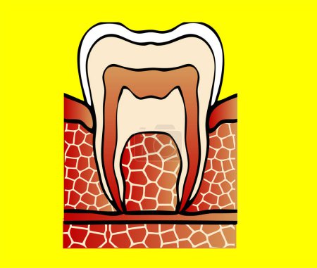 Téléchargez les illustrations : Illustration vectorielle de la structure dentaire - en licence libre de droit