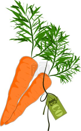 Téléchargez les illustrations : Carotte sur le fond du papier blanc avec un bouquet de carotte - en licence libre de droit