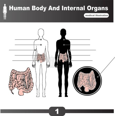 Photo for Human internal organs system anatomy, vector simple design - Royalty Free Image