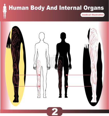 Illustration for Human body anatomy. human anatomy. human body anatomy, anatomy, internal organs. human body anatomy, anatomy. human anatomy. human internal system - Royalty Free Image