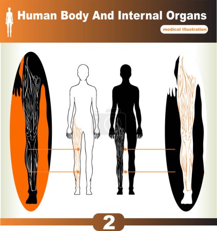 Téléchargez les illustrations : Anatomie humaine illustration vectorielle du corps humain. - en licence libre de droit