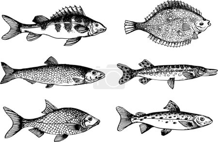 Téléchargez les illustrations : Dessin vectoriel illustration des poissons - en licence libre de droit