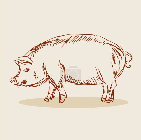 Téléchargez les illustrations : Porc animal. dessin vectoriel main. - en licence libre de droit