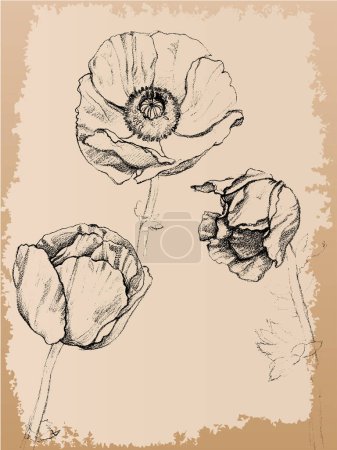 Ilustración de Conjunto de flores acuarela. ilustraciones vectoriales dibujadas a mano. - Imagen libre de derechos