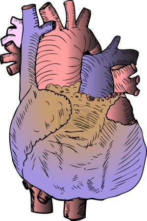 Illustration for Human heart vector illustration - Royalty Free Image