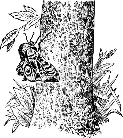 Téléchargez les illustrations : Insecte sur l'illustration vectorielle d'arbre - en licence libre de droit