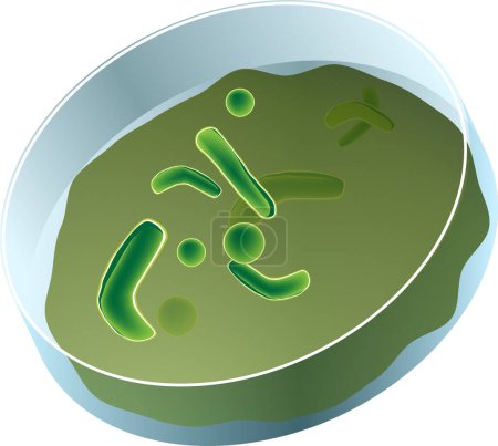Ilustración de Ilustración vectorial de una bacteria verde sobre un fondo blanco - Imagen libre de derechos