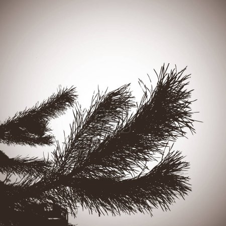 Illustration for Black and white silhouette of fir tree, vector simple design - Royalty Free Image
