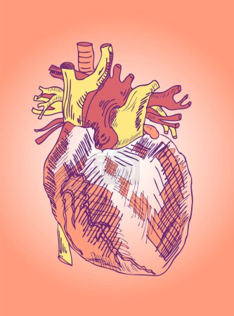 Illustration for Hand drawn illustration of heart. - Royalty Free Image