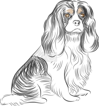 Téléchargez les illustrations : Une image d'un chien Cavalier Roi Charles Spaniel Dessin. - en licence libre de droit