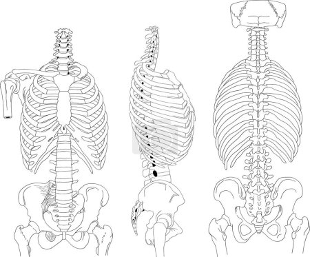 Téléchargez les illustrations : Illustration vectorielle d'anatomie du squelette du corps humain - en licence libre de droit