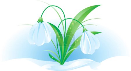 Illustration for White snowdrop flowers on white background illustration - Royalty Free Image