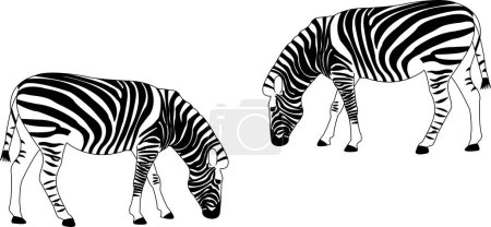 Illustration for Black and white striped animal zebras - Royalty Free Image